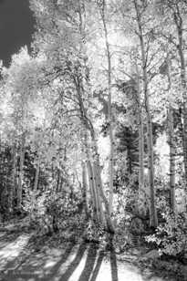 Aspens along road to North Lake-5563-2.jpg